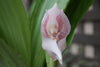 Anguloa Orchids, the Tulip Orchids
