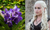 Which Orchid Represents Your Favorite GoT Character?
