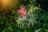 What Are Tillandsia or Air Plants and How Do You Take Care of Them?