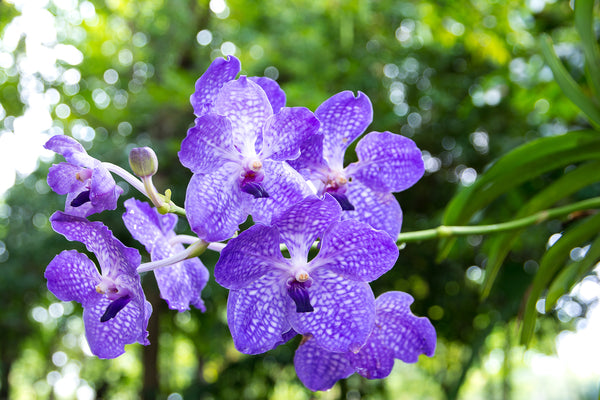 Blue Orchids, Do They Really Exist? - Orchid Republic