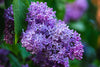 How to Plant a Lilac Bush: A Step-by-Step Approach