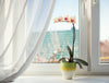Orchid Care: How to Maintain Your Orchids Indoors