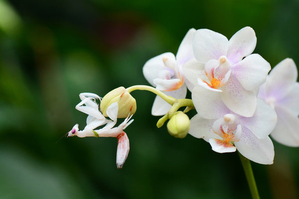 White scale  Orchids - World