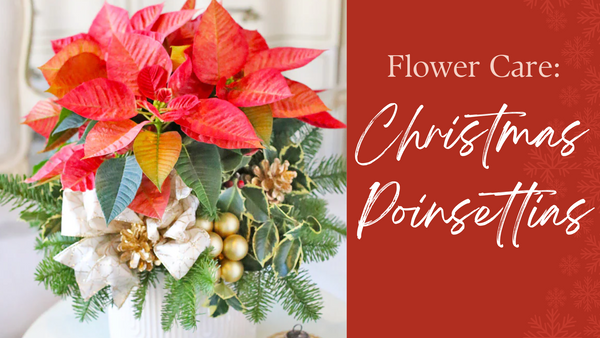 Poinsettia Care: Everything to Know About the Christmas Flower