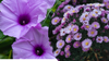 September Birth Flowers: Asters and Morning Glory