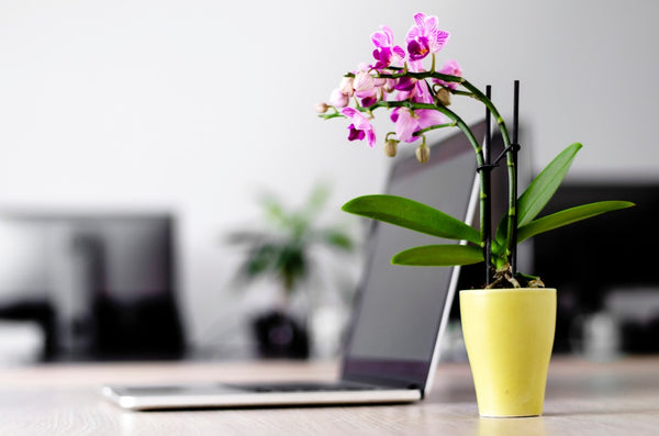 The Best Plants and Flowers for Your Office - Orchid Republic