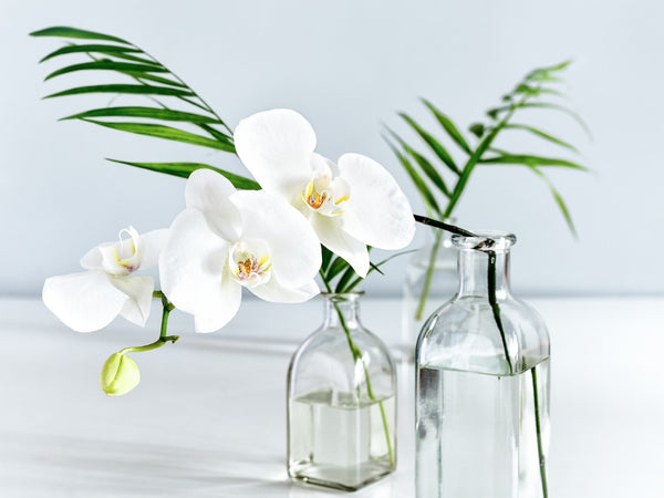 10 Breathtaking Types of White Flowers