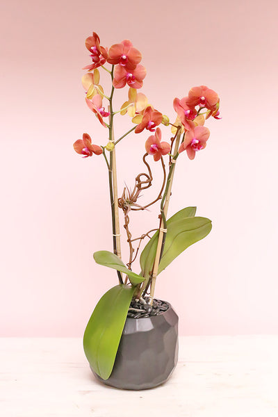 Bold Orange Orchids