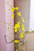 Sunny Malibu Orchids
