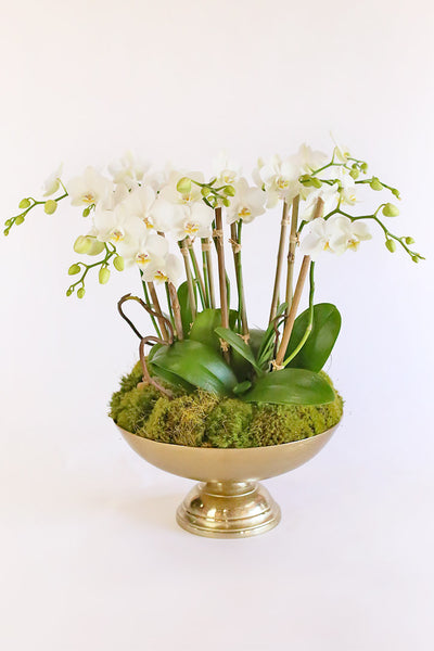 Athena Orchids - Delivery