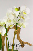 White Atwood Orchids
