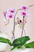 Blushing Kiss Orchids