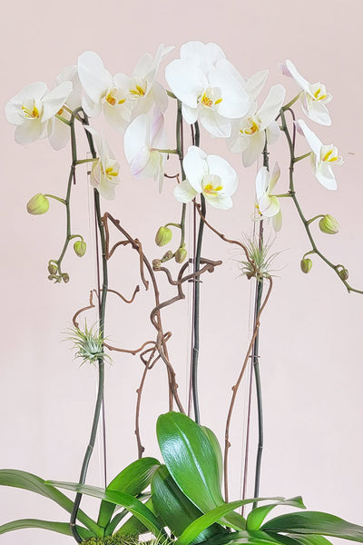 Celestial White Orchids - Delivery