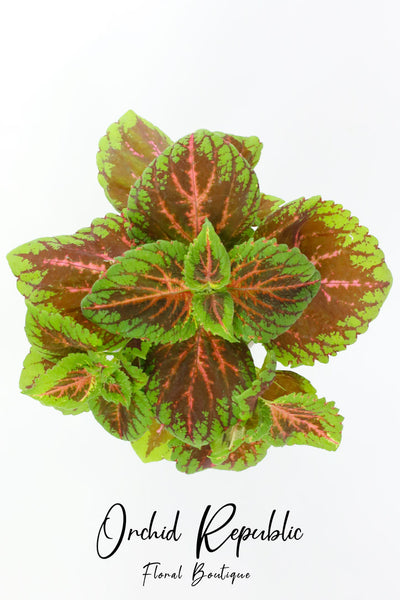 Kong Salmon Pink Coleus (Solenostemon scutellarioides 'Kong Salmon Pink')  in Wilmette Chicago Evanston Glenview Skokie Winnetka Illinois IL at Chalet  Nursery