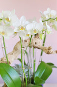 Paradis Blanc Orchids