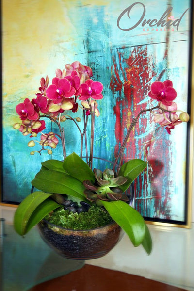Plum Paradise Orchids