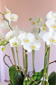 Alabaster Orchid