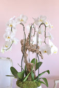 Alba White Orchids