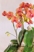 Corona del Mar Orchids