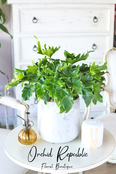 “Little Hope” Philodendron