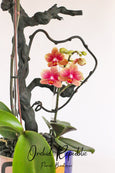Tarzana Orchid Princess