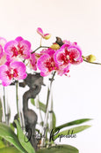 Venice Pink Orchids