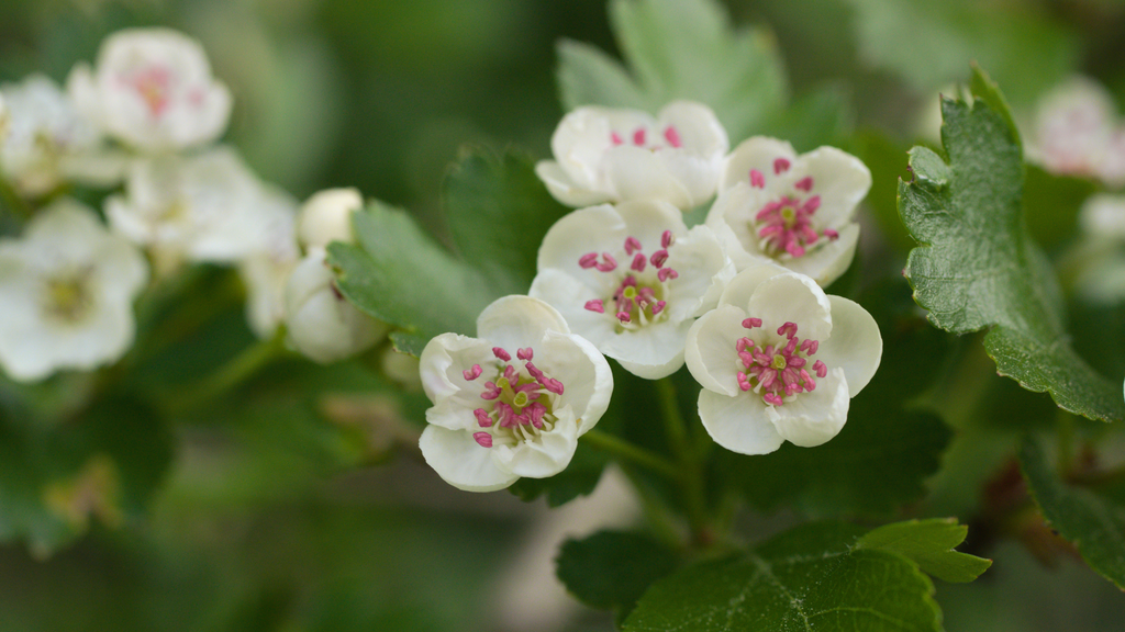 The State Flower of Massachusetts: The Hopeful Mayflower