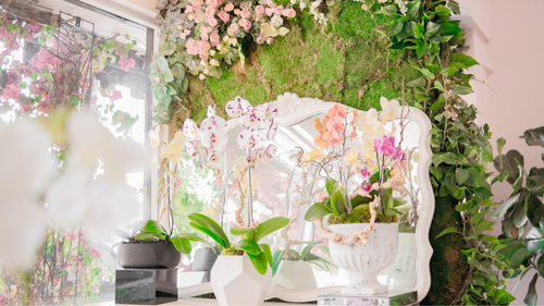 The Symbolism of Orchids in Different Cultures