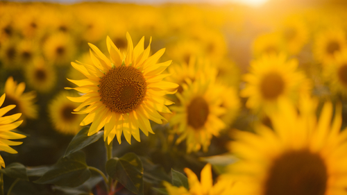 What Is the State Flower of Kansas?