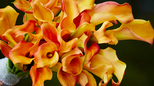 In The Spotlight: Calla Lilies for Autumn Bouquets