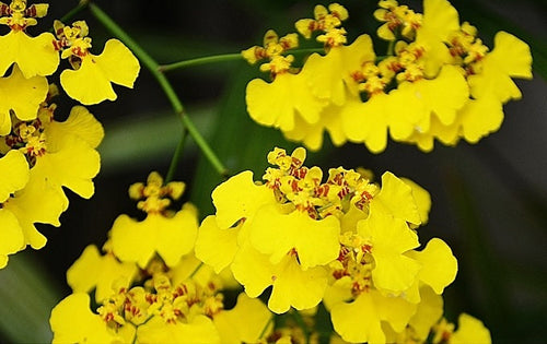 oncidium-orchids
