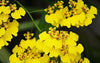 Oncidium Orchids: Meet the Dancing Lady Orchids