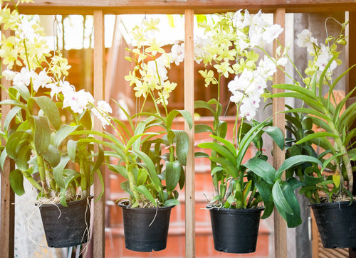 Orchid Care: Why Are the Leaves of My Orchid Plant Turning Yellow?