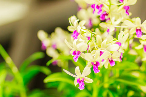 Dendrobium Orchids: An Amazingly Diverse Orchid Genus