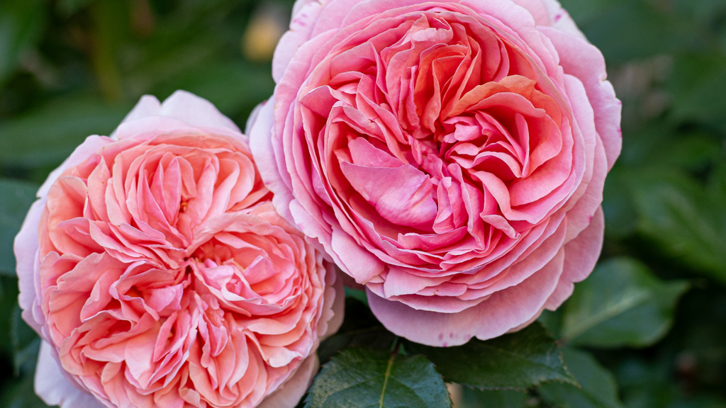 Gorgeous Color Combinations for Garden Roses – Orchid Republic Floral ...
