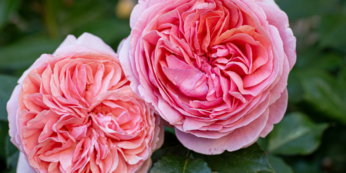 Gorgeous Color Combinations for Garden Roses – Orchid Republic Floral ...