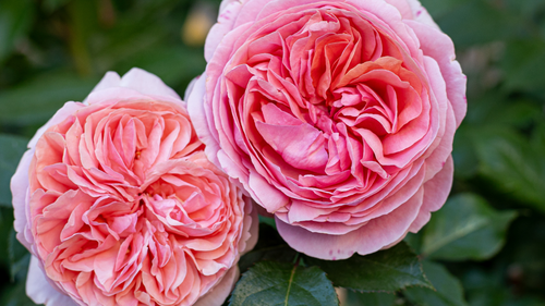 Gorgeous Color Combinations for Garden Roses