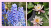 July Birth Flowers: Larkspur and Water Lily