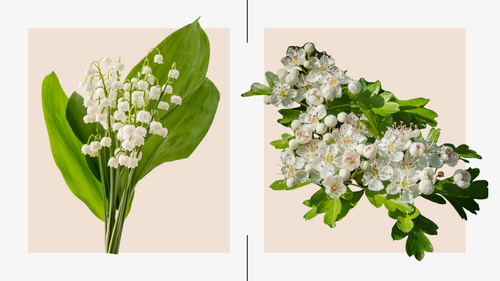 May Birth Flowers and Their Meanings