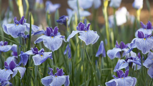 National Iris Day: Celebrating the Rainbow Flower