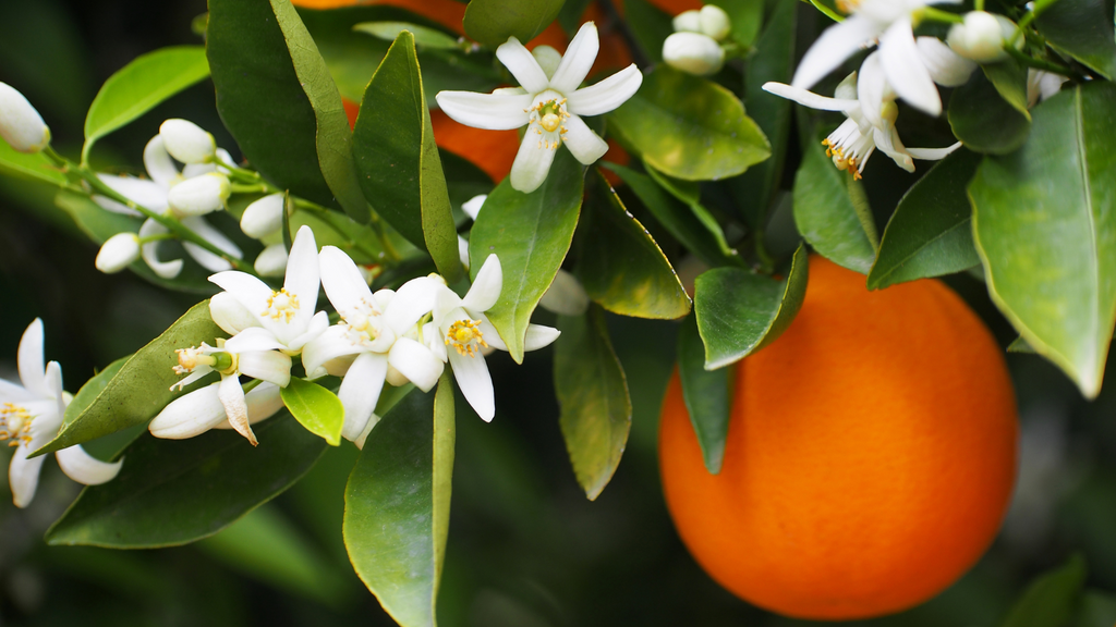 Orange Blossom: Florida's State Flower