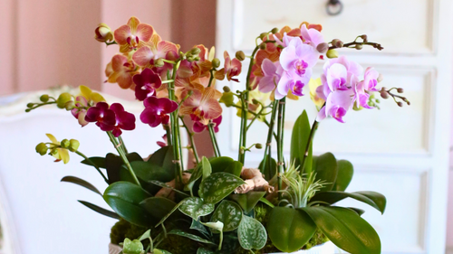 Celebrating National Orchid Day
