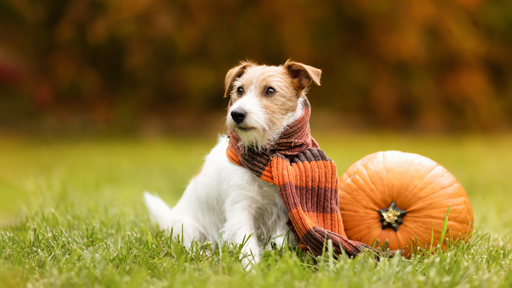 Why October is the Best Month for Outdoor Adventures in LA