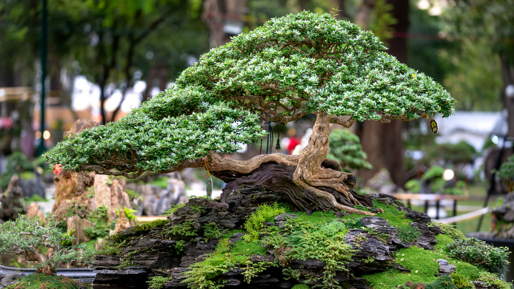 Bonsai Through the Seasons: A Year-Round Guide to Keeping Your Bonsai β Orchid Republic Floral Boutique