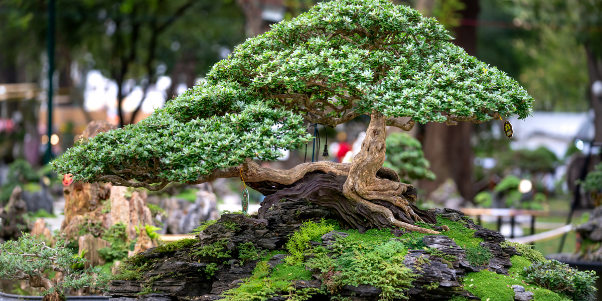 Bonsai Through the Seasons: A Year-Round Guide to Keeping Your Bonsai   Orchid Republic Floral Boutique