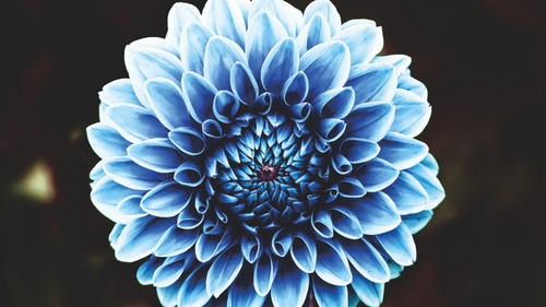 The Rarest Dahlia Colors