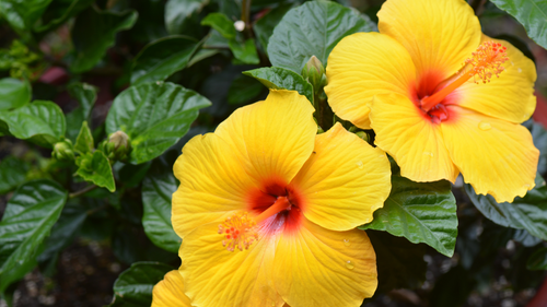 Say Aloha to Hawaii's State Flower: The Yellow Hibiscus