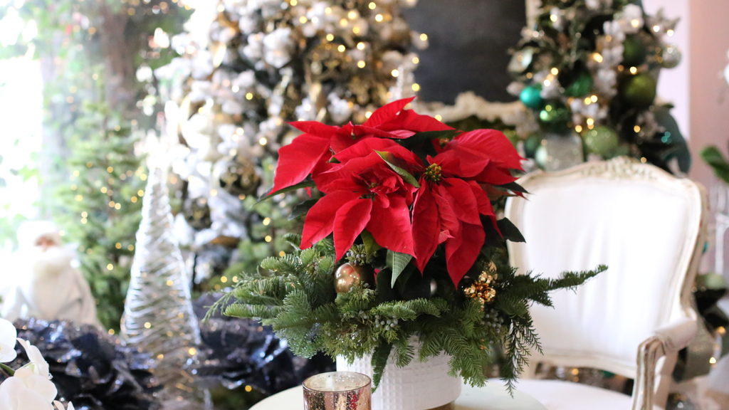 10 Christmas Flowers to Brighten Your Holiday Season