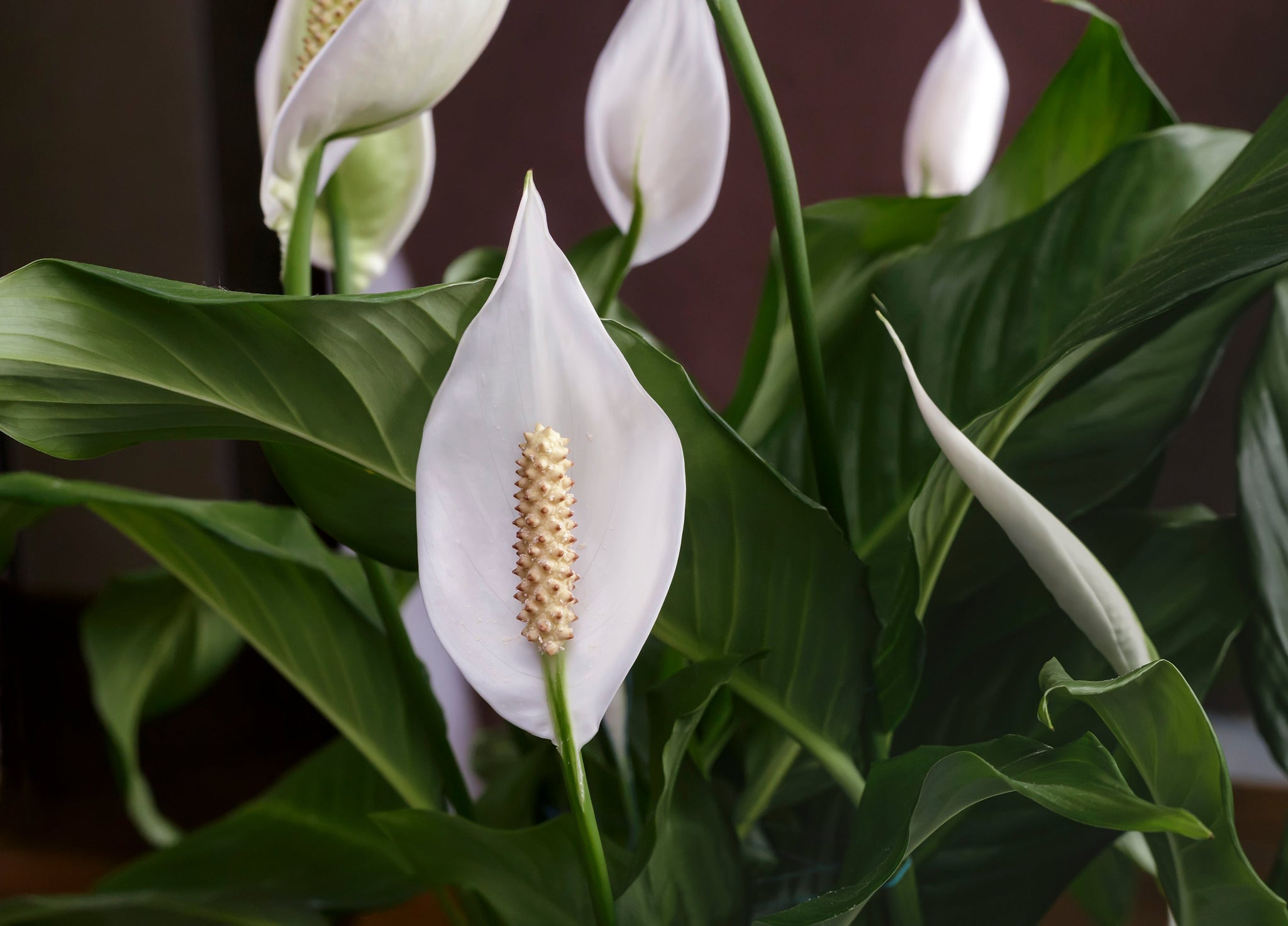 Plant in Focus: Peace Lily (Spathiphyllum) – Orchid Republic Floral