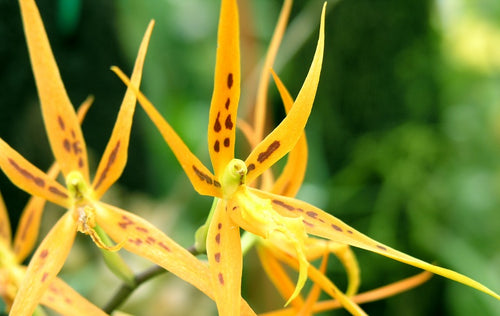 Brassia Orchids, the Spider Orchids